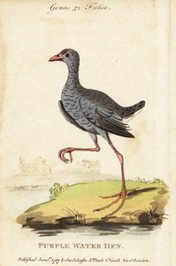 Graukopf-Sultanshuhn, Porphyrio poliocephalus von George (after) Edwards
