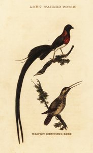 Langschwanz-Paradieswitwe, Vidua paradisaea und Rostkolibri, Selasphorus rufus