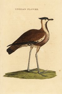 Kiebitz, Vanellus vanellus