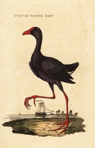 Purpurhuhn, Porphyrio porphyrio von George (after) Edwards