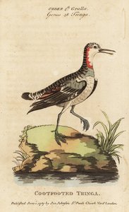 Odinshühnchen, Phalaropus lobatus