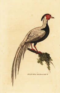 Silberfasan, Lophura nycthemera