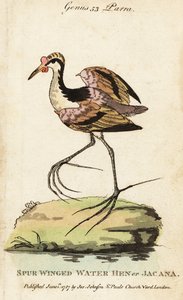 Blatthühnchen, Jacana jacana