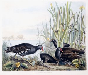 Teichhuhn (Männchen, Weibchen und Jungtiere), ca. 1841 von George (after) Shield