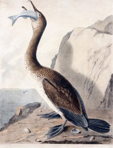 Kormoran (im ersten Jahr), um 1841