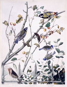 Rotkehlchen, Kohlmeise (männlich und weiblich) und Blaumeise (männlich und weiblich), um 1841