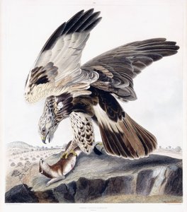 Raufußbussard (Weibchen)