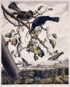 Gefleckter Fliegenschnäpper (Männchen und Weibchen), Amsel (Männchen und Weibchen) und gefleckter Fliegenschnäpper (Jungvogel), c.1841 (handkolorierte Gravur) von George (after) Shield