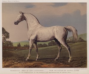 Nambrino, gezüchtet von Lord Grosvenor, im Besitz des Marquis von Westminster, in Eaton Hall von George (after) Stubbs