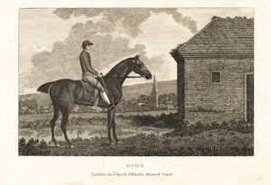 Porträt des Vollblut-Rennpferdes Otho von George (after) Stubbs