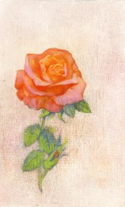Blasse Rose
