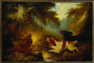 Spaniels jagen einen Fasan auf von George Armfield