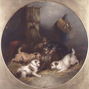 Terrier beim Rattenfangen in einer Scheune
