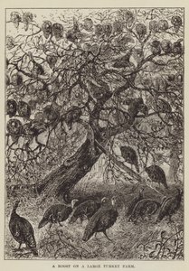 Ein Hühnerstall auf einer großen Truthahnfarm von George Augustus Sala