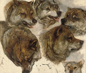 Studien von Husky-Köpfen von George Bouverie Goddard