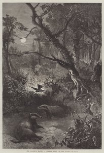 Das Versteck des Dachses, eine Sommernacht im Wald