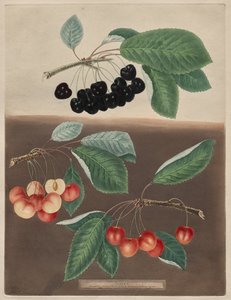 Pomona Britannica: Nr. 10 - Kirschen