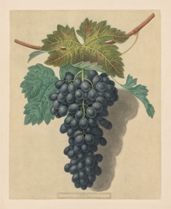 Pomona Britannica: Nr. 52 - Black Prince Traube, 1809 von George Brookshaw