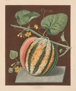 Pomona Britannica: Nr. 64 - Scarlet Flesh Romana Melone