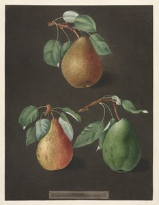 Pomona Britannica: Nr. 82 - Birnen, 1807
