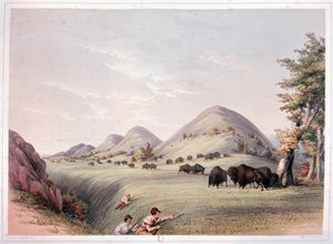 Bisonjagd von George Catlin
