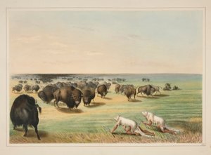 Büffeljagd, unter der weißen Wolfshaut, Tafel 13 aus dem Nordamerikanischen Indianer-Portfolio