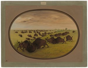 Kämpfende Stiere von George Catlin