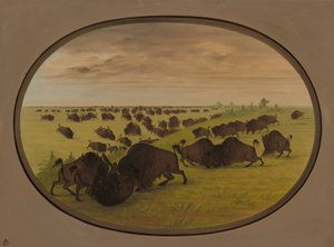 Kämpfende Stiere, 1861-1869 von George Catlin