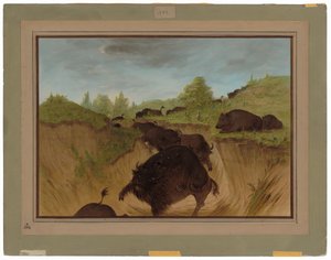 Grizzlybären greifen Büffel an