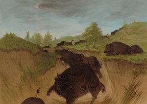 Grizzlybären greifen Büffel an, 1861-1869