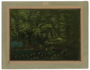 Üppiger Wald am Ufer des Amazonas