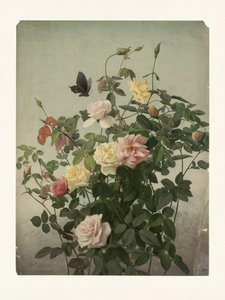 Rosen