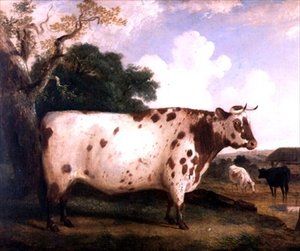 Ein Shorthorn-Bulle in einer Landschaft