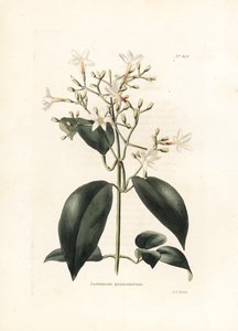Jasmin (Jasminum paniculatum) - Lithographie von George Cooke, für das britische Magazin Conrad Loddiges Botanical Cabinet (1738-1826) von George Cooke