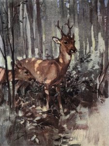 Das Reh bleibt im Wald (Farblithografie)