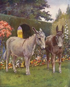 Neddy und Polly im Garten