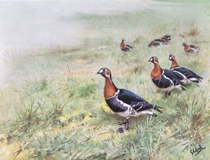 Rothalsgänse