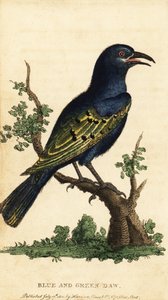 Afrikanischer Glanzstar, Lamprotornis-Arten (Gravur)