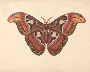 Atlas-Motte