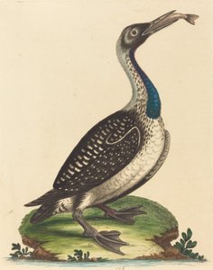 Schwarz-weiße Wasservögel mit blauem Hals