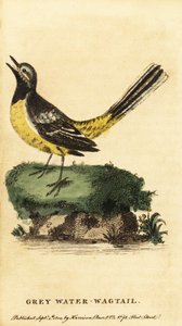 Gebirgsstelze, Motacilla cinerea, 1800 (Gravur)