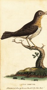 Kleiner Drosselvogel, Turdus minor, 1800 von George Edwards
