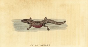 Teichmolch, Lissotriton vulgaris, 1800 (Gravur)