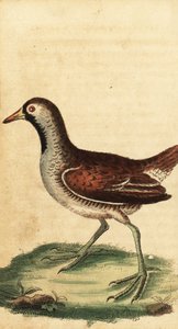 Sora, Porzana carolina