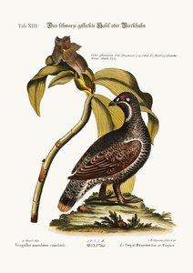 Der schwarze und gefleckte Auerhahn, 1749-73