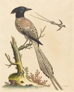 Der Schwarz-Weiß-Kronenvogel des Paradieses von George Edwards