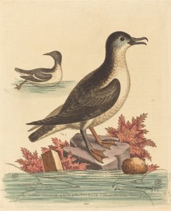 Die Trottellumme und der Papageitaucher der Isle of Man von George Edwards