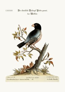 Der Reisvogel