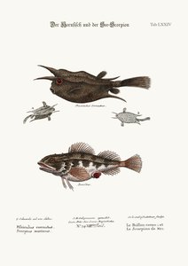 Der gehörnte Fisch und der Seeskorpion, 1749-73