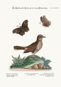 Die Lerche aus Pennsylvania und der Braune Schmetterling, 1749-73